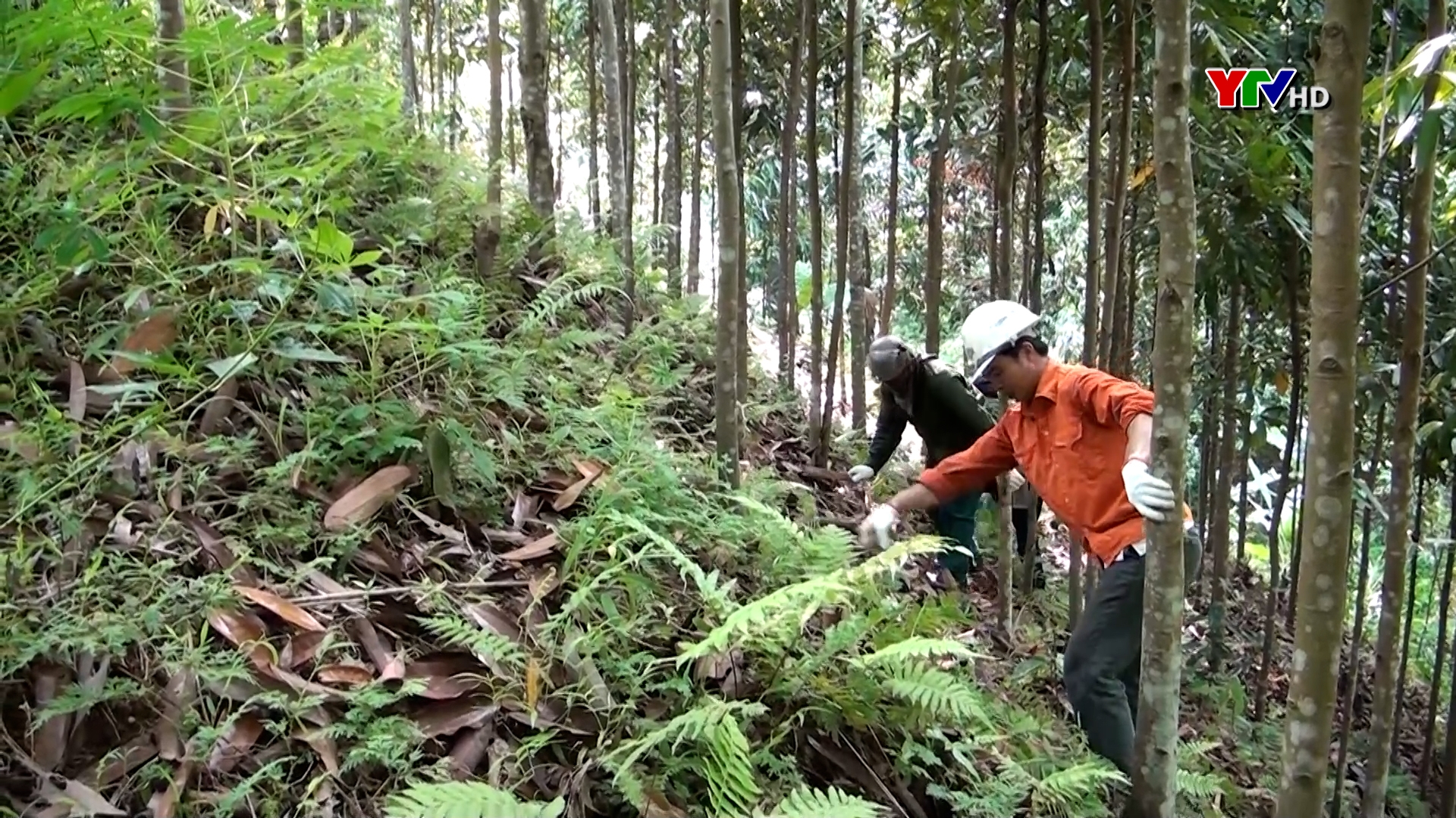 Huyện Văn Yên đẩy mạnh các biện pháp phòng, chống cháy rừng mùa hanh khô