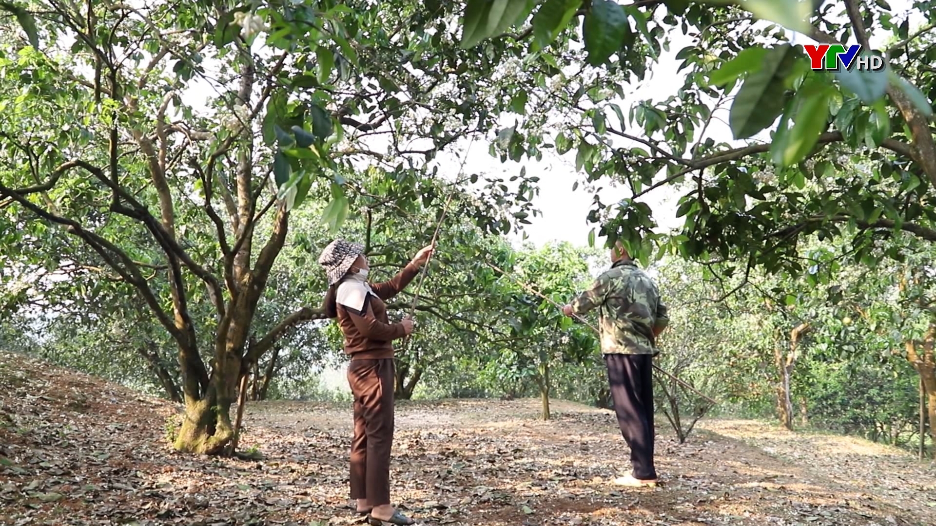 Đại Minh ngạt ngào mùa hoa bưởi