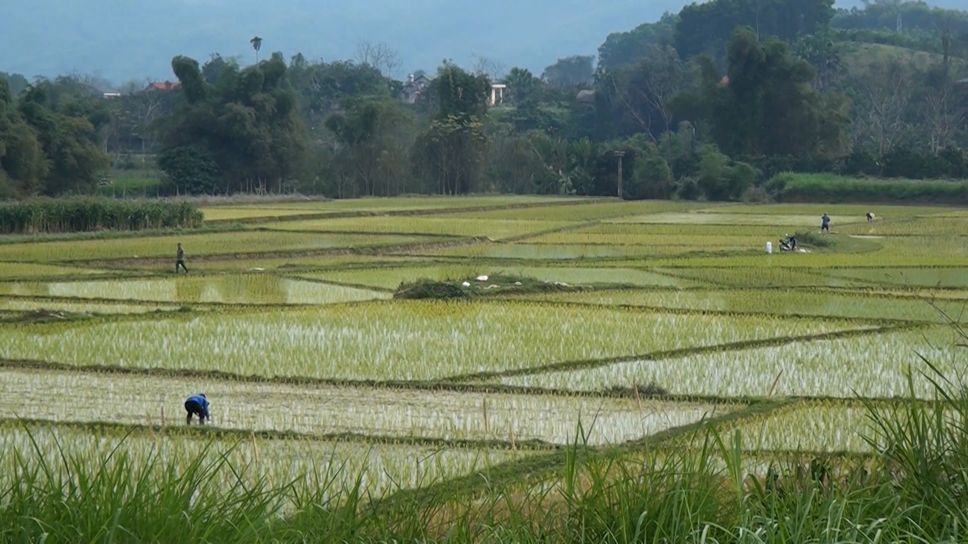 Yên Bình: Một số diện tích lúa xuân nhiễm sâu bệnh hại