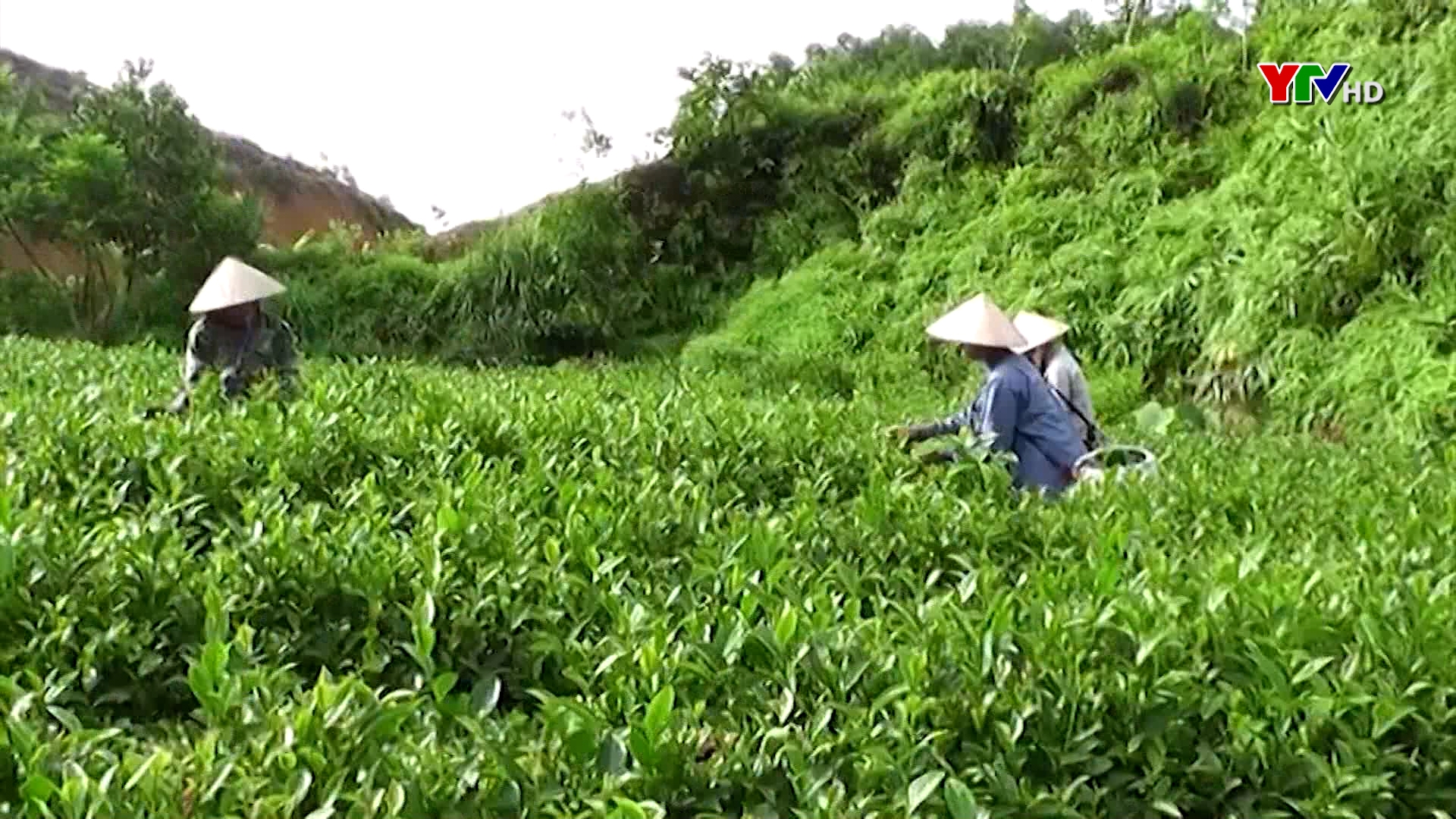 Yên Bái phấn đấu giá trị tổng sản phẩm nông lâm nghiệp và thủy sản đạt trên 9.600 tỷ đồng