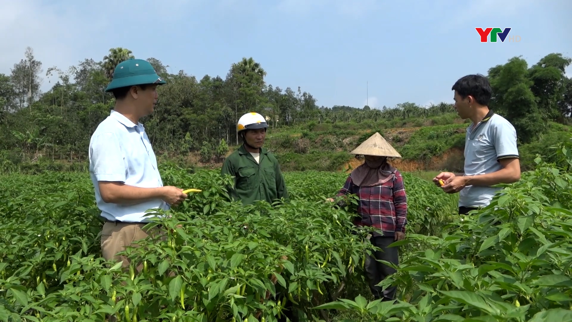 Ớt sừng vàng châu Phi - Hướng phát triển kinh tế mới cho nông dân xã Bình Thuận, huyện Văn Chấn
