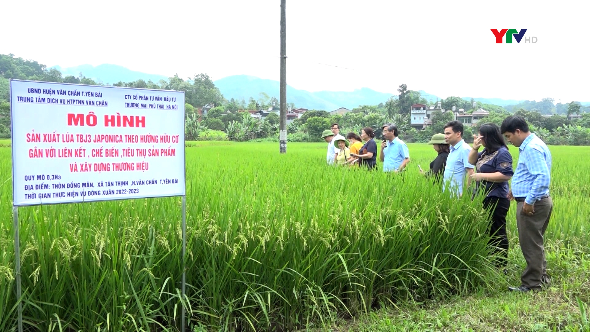Đánh giá mô hình sản xuất lúa TBJ3 tại huyện Văn Chấn