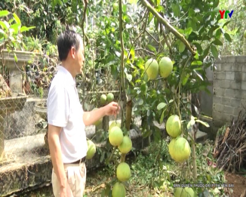 Lễ hội Bưởi Đại Minh và khám phá danh thắng Quốc gia hồ Thác Bà năm 2019 sẵn sàng khai hội