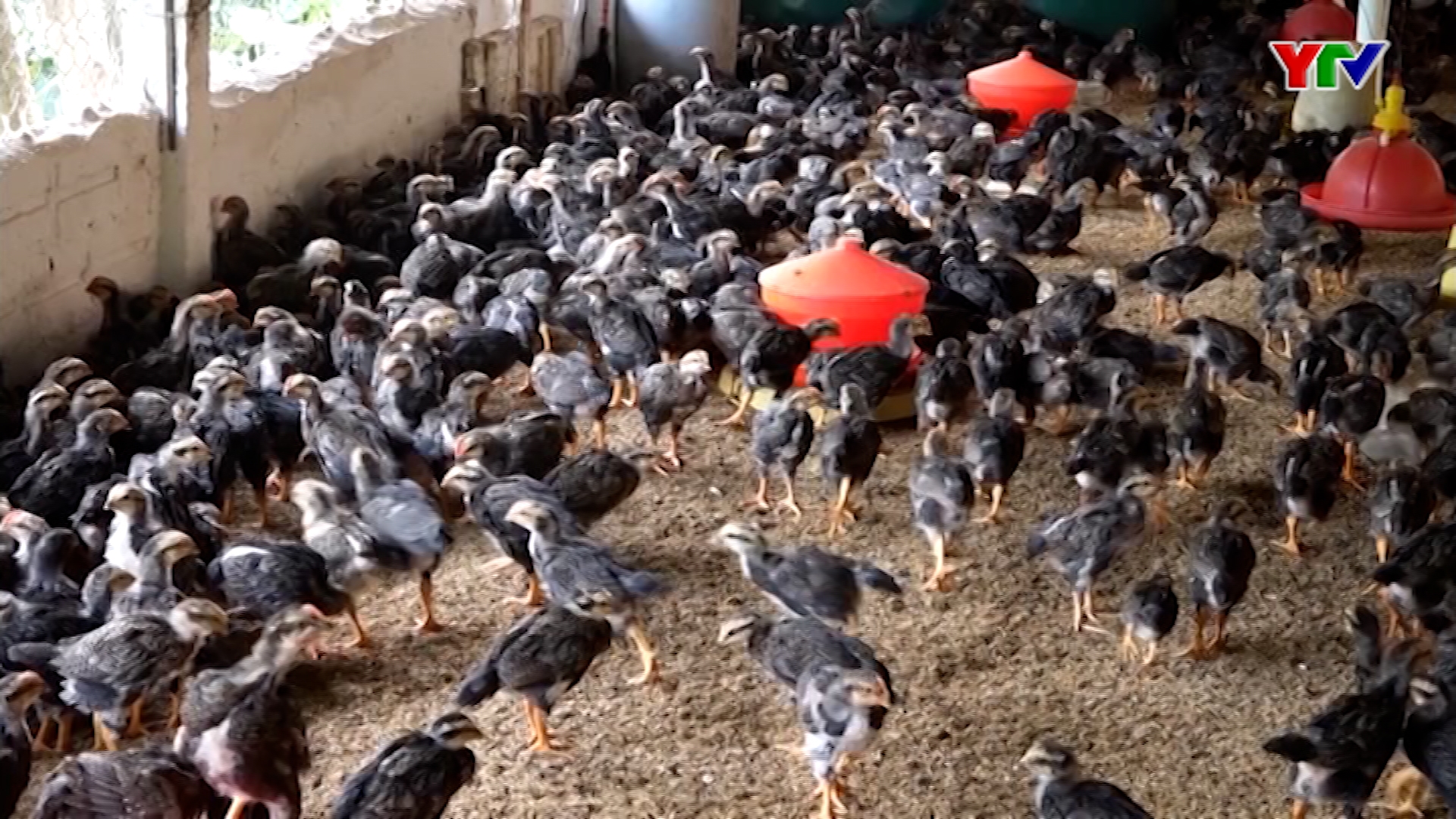 Nguồn vốn của chi nhánh Ngân hàng CSXH huyện Trấn Yên đạt gần 377 tỷ đồng