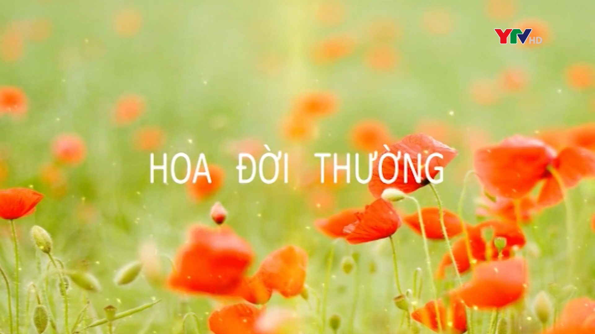 Lương Thị Minh Trang trên hành trình chạm tới đam mê