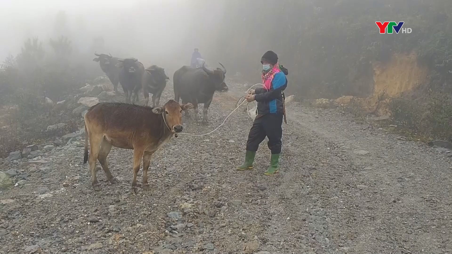 Xã Cao Phạ, huyện Mù Cang Chải chủ động phòng chống rét cho gia súc